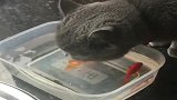 蓝猫：鱼儿们别怕，我就是来借点水喝的！