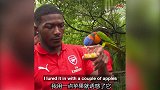 阿森纳阵中惊现神秘抓鸟人 奈尔斯：你们都给我小心点