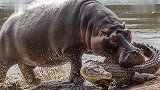 河马妈妈狠咬想吃自己孩子的鳄鱼
