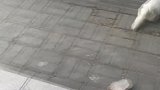 猫爸猫妈领养计划6，猫妈走投无路，主动求助人类，寻找猫爸计划