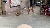 两只狗狗打架僵持不下，奇葩姿势看傻路人