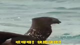 海鸥：这鲨鱼不讲武德，搞偷袭，还好机智如我逃掉了！