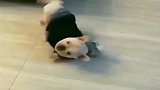 美国斗牛犬和泰迪玩摔跤，斗牛犬不服输的表情太搞笑了！