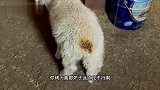 给小猪买了烤火炉，结果我口水都流出来了