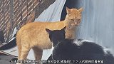 屋顶上有两只猫咪正在吵架，看样子是橘猫先动的手