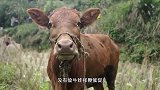 自由自在成长与大自然的牛，会出产最好的牛瘪