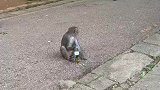 猴哥最近迷上了啤酒，连打劫工作都不干了