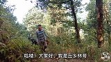 爱采野生菌的林哥，今天收获的都是一些黑色菌子，你们都认识吗？