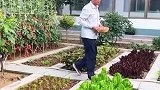 吃不吃不重要，就是喜欢这个采摘过程