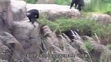 干脆面小浣熊误闯黑猩猩领地，被黑猩猩直接扔了出去