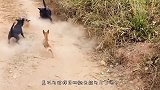 5条恶犬围攻科莫多巨蜥，巨蜥却战斗力爆棚，一口下去口吐白沫！