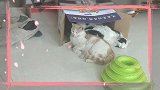这么多猫在一起玩，场面太壮观了，简直欢乐无穷！