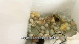 17天按时出壳的秘密是啥呢