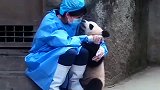 国宝熊猫争宠名场面