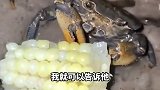 搞笑配音：导游和我说这是正宗南洋珍珠！