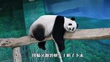 国宝熊猫太懒惰，淘气奶爸想出一招，场面笑翻了，哈哈