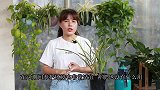 兰花既不生长，也不挂掉，如何解决？