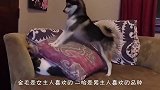 下雨天带狗子出去，金毛的一身让人羡慕，看了二哈不笑算我输！