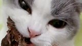 松子吃播：吃的是冻干的鹌鹑，那吃相太萌了
