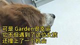 garden：救助基金第一只狗狗，你救动物，阿派买单