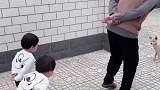 俩小家伙和姥爷在一起，今天连步调都一致了