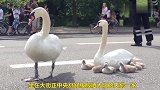 天鹅一家在马路中间休息，交警指挥车辆避让，太暖心了