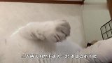 小博美挑战透明墙，接下来忍住别笑，过程看一次笑一次