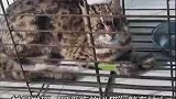 村民随手捡到一只受伤“野猫”，查竟是国家二级保护动物