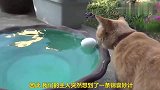 水里漂浮着的鸡蛋壳，就能把猫咪搞得神魂颠倒，太嫩了