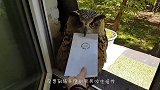 猫头鹰送来一封信，没付“邮费”绝不松口，简直太可爱了
