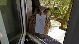 猫头鹰送来一封信，没付“邮费”绝不松口，简直太可爱了