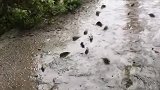鱼：下雨就是好，可以到处游！