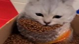 猫咪都被绑成这样了，还在那里吃猫粮，心可真大