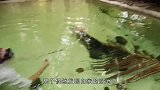 一条鳄鱼能有多尴尬？被困住的鳄鱼好惨，网友：蠢到家了