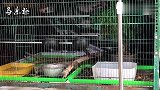 简易鸟笼，母画眉鸟在里面很兴奋，高声鸣叫！