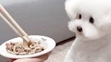 去除猫狗泪痕