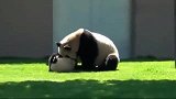 熊猫小宝宝调皮了，被熊猫妈妈修理得好惨，太滑稽了
