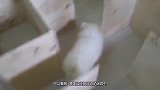 狗狗的智商真的很高老外自制迷宫将博美放进去，狗狗小意思