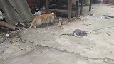 猫：咋回事，这老鼠好像不怕我！