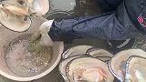 养殖了八年的珍珠蚌壳，大哥逐个打开以后，我才知道什么叫惊艳！