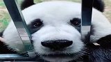 大熊猫的脸加上搞笑配音，反正我是被萌到了，真的有被可爱到！