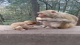 怪不得这小猴子会挨饿，说实话这还真不怪猴妈妈，标准的熊孩子！