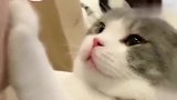 猫咪：铲屎的，本喵在生气呢，你别给我嬉皮笑脸的