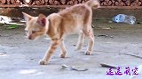 发现正在寻找食物的小野猫，朋友看它可怜，给它些食物决定收养