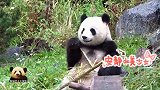 熊猫梦梦想清闲一会儿，可熊孩子不答应：妈咪，背背我！