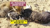 3条小奶狗去饭店讨吃，被打死2条，剩下1条守在兄弟身旁不愿离去