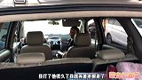 拦截一只柴犬，3个月疫苗齐全的小狗，到家好养啦
