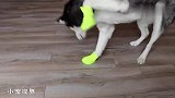 给二哈穿上袜子，测试它的反应，看一次笑一次