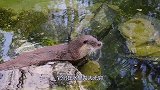 河边发现奇怪生物，披头散发有气无力，村民直呼这是水鬼！