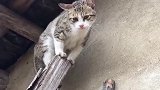猫：我就不下来，有本事你来咬我呀！